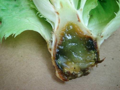 Disease Management In Organic Lettuce Production | EOrganic